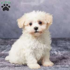 Russ, Havachon Puppy